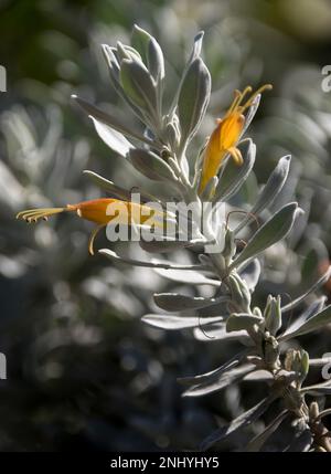 Nahaufnahme von Zweigen der einheimischen westaustralischen Pflanze, Eremophila glabra, Kalticoteppich, grau-grünen Blättern und gelben Blumen. Bodenbedeckung mit niedrigem Wachstum Stockfoto