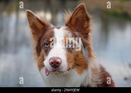 Ein dreifarbiger, roter Merle Border Collie stand an einem Flussufer, Surrey, Großbritannien. Stockfoto