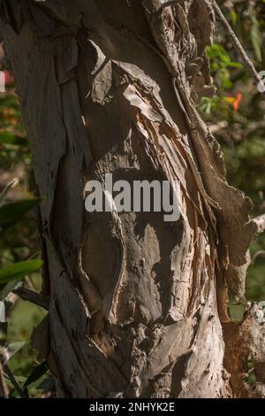 Nahaufnahme der weichen, schälenden Rinde des australischen Papierbarbenbaums, Melaleuca quinquenervia (Punkbaum, Niaouli). Regenwaldbaum im Queensland Garden. Stockfoto