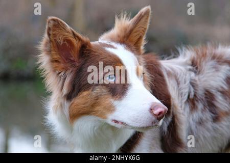Ein dreifarbiger, roter Merle Border Collie stand an einem Flussufer, Surrey, Großbritannien. Stockfoto