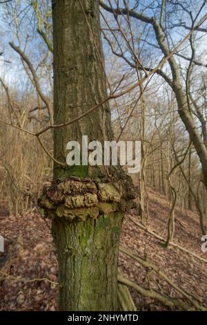 Der Aschebaum wurde erschreckt, weil der Metalldrahtzaun ihn umzingelte und die Rinde langsam über ihn gedrückt wurde, während er sich erholte, wodurch Draht eingewickelt und Zaun verrottet war Stockfoto