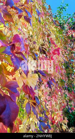 Virginia Creeper in Herbstfarben Stockfoto