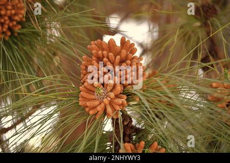 Koniferen im Frühling. Männliche Pinecone oder Strobili. Pollenkonen. Staminate Pinecone am Nadelbaum. Kiefernzapfen und Nadeln. Stockfoto