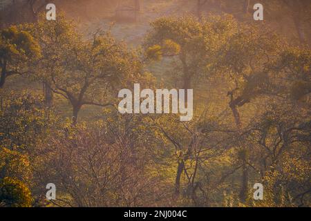 Die Apfelplantagen von Avalon, Glastonbury, England Stockfoto