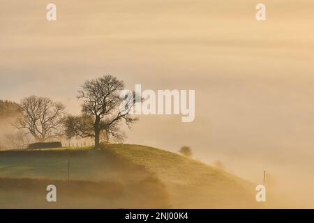 Der Nebel von Avalon, der durch die Landschaft von Glastonbury Tor, Glastonbury, Somerset rollt. Stockfoto