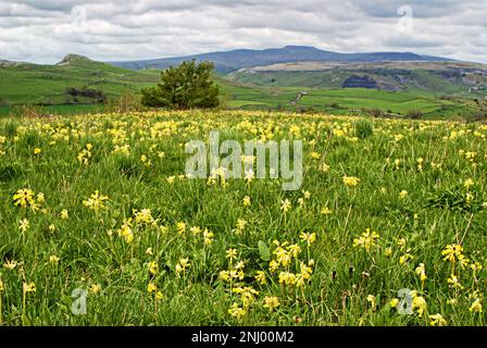 In dieser Gegend im Yorkshire Dales National Park gibt es viele entzückende, massenhafte Kuhpflaster. Ingleborough (1 von Three Peaks) ist in der Ferne zu sehen, Stockfoto