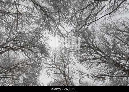 Heftiger Wind bläst Schnee auf die Asche Fraxinus excelsior und Buche Fagus sylvatica Bäume, die nach Schneesturm die exponierte Oberfläche nach Norden überziehen Stockfoto
