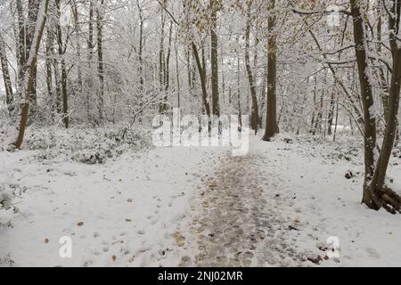 Matschige, schlüpfrige Schneeabdrücke markieren Wege, die nach frischem Schneefall auf gefrorenem Boden durch Schnee wanderten Stockfoto