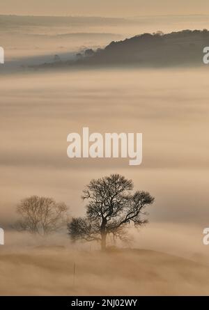 Der Nebel von Avalon, der durch die Landschaft von Glastonbury Tor, Glastonbury, Somerset rollt. Stockfoto