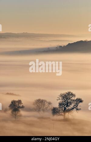 Der Nebel von Avalon, der durch die Landschaft von Glastonbury Tor, Glastonbury, Somerset rollt. Stockfoto