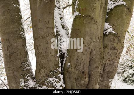 Heftiger Wind bläst Schnee auf Bäume, die nach Norden freiliegende Flächen bedecken, Namen in den Stamm der Buche geritzt Stockfoto