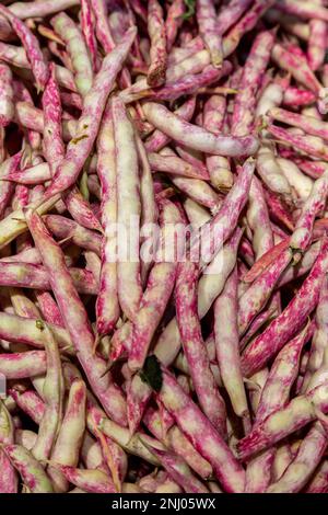 Die pinkfarbenen und weißen Schalen von Borlotti-Bohnen Stockfoto