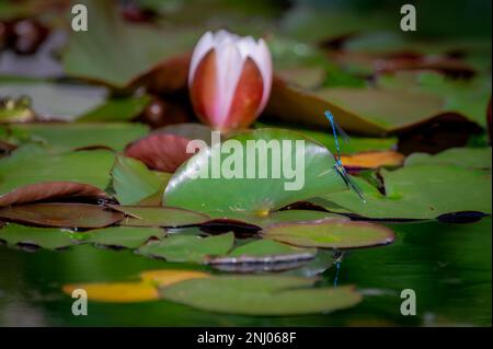 Verdammt, auf Lotusblättern. Tierpaarung. Variable Schwammfliegen. Variabler Blau. Coenagrion pulchellum. Schönheit in der Natur. Stockfoto