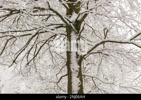 Starker Wind bläst Schnee auf Bäume, die die freiliegende Oberfläche nach Norden bedecken, und Äste hängen unter dem Gewicht von starkem Schneesturm Stockfoto