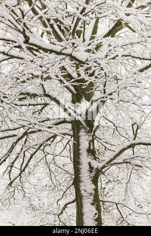 Starker Wind bläst Schnee auf Bäume, die die freiliegende Oberfläche nach Norden bedecken, und Äste hängen unter dem Gewicht von starkem Schneesturm Stockfoto