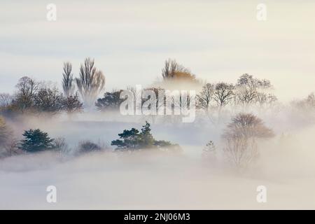 Der Nebel von Avalon, der durch die Landschaft von Glastonbury Tor, Glastonbury, Somerset rollt. Stockfoto