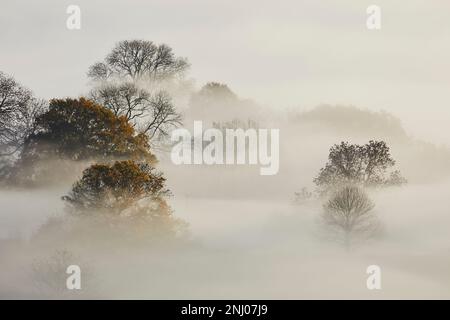 Der Nebel von Avalon, der durch die Landschaft von Glastonbury Tor, Glastonbury, Somerset rollt. Stockfoto