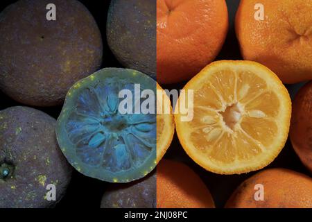 Bitter sevilla Orange 2 Wochen nach dem Verkaufsdatum mit Anzeichen von Pilzen und Bakterien, die unter UV-Licht wachsen Stockfoto