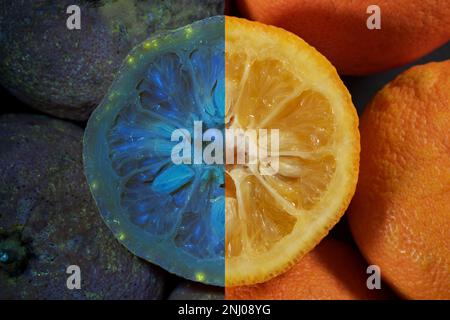 Bitter sevilla Orange 2 Wochen nach dem Verkaufsdatum mit Anzeichen von Pilzen und Bakterien, die unter UV-Licht wachsen Stockfoto