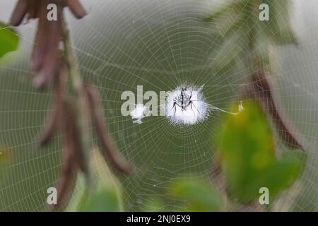 Andamaninseln, Indien, Spider Stockfoto