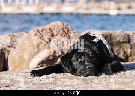 Ein wunderschöner junger, schwarzer Labrador Retriever liegt am Ufer in der Nähe des Gardasees Stockfoto