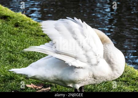 Die reinen weißen Federn eines stummen Schwan Cygnus in der Nähe eines Sees. Stockfoto