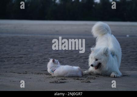 Ein weißer samoyed, der mit einer Katze am Ufer spielt Stockfoto