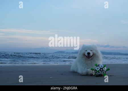 Ein Samoyierter Hund, der an einem Sandstrand sitzt, mit einem Ball neben ihm Stockfoto