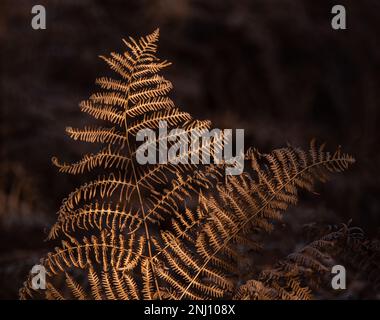 Ein leuchtendes braunes Farnblatt wird von natürlichem Sonnenlicht beleuchtet Stockfoto