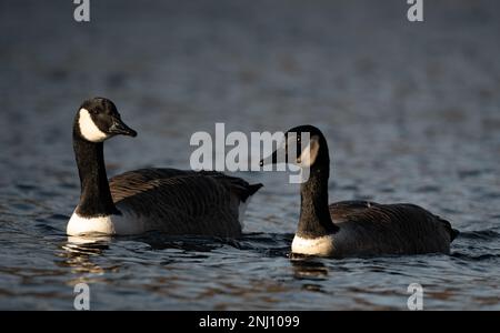 Eine Nahaufnahme von zwei Kanadischen Gänsen, die in einem Teich schwimmen, Stockfoto