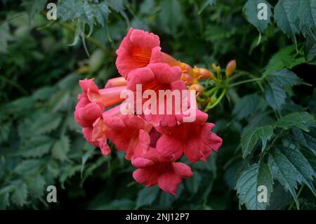 Orange/Red Campsis Grandiflora (Chinese Trumpet Vine) „Climbing Shrub“ Flowers Grown at RHS Garden Harlow Carr, Harrogate, Yorkshire, England, UK. Stockfoto