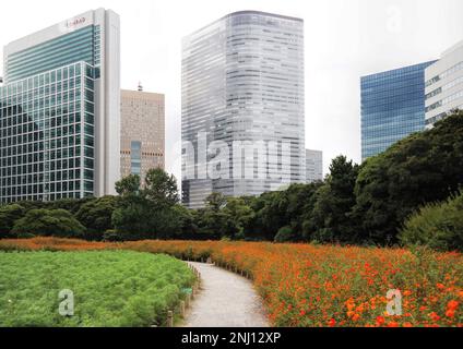 Tokio, Japan - September 2017: Moderne Wolkenkratzer, Architektur und orangefarbene schwefelhaltige Kosmos-Blumen in den Hamarikyu-Gärten Stockfoto