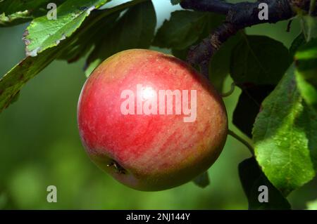 Single Dessert Apple „Red Devil“ (Malus Domestica), angebaut im Obstgarten bei RHS Garden Harlow Carr, Harrogate, Yorkshire, England, Großbritannien. Stockfoto