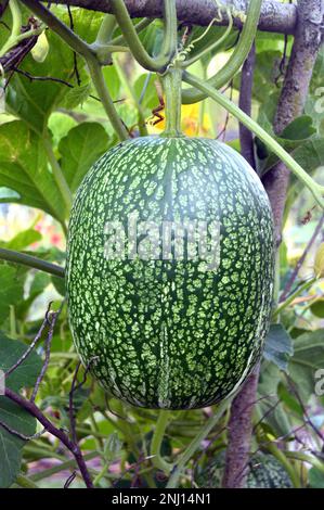 Single Fig Leaf Gourd (Cucurbita Ficifolia) im Gemüsegarten bei RHS Garden Harlow Carr, Harrogate, Yorkshire, England, Großbritannien. Stockfoto