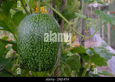 Single Fig Leaf Gourd (Cucurbita Ficifolia) im Gemüsegarten bei RHS Garden Harlow Carr, Harrogate, Yorkshire, England, Großbritannien. Stockfoto