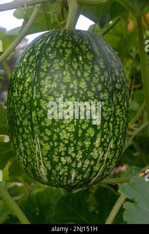 Single Fig Leaf Gourd (Cucurbita Ficifolia) im Gemüsegarten bei RHS Garden Harlow Carr, Harrogate, Yorkshire, England, Großbritannien. Stockfoto