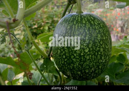 Single Fig Leaf Gourd (Cucurbita Ficifolia) im Gemüsegarten bei RHS Garden Harlow Carr, Harrogate, Yorkshire, England, Großbritannien. Stockfoto