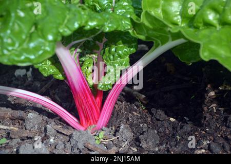 Roter Stiel/Grünblättriger Schweizer Mangold „Pfefferminz“ (Beta Vulgaris), der im Gemüsegarten bei RHS Garden Harlow Carr, Harrogate, Yorkshire, Großbritannien wächst. Stockfoto