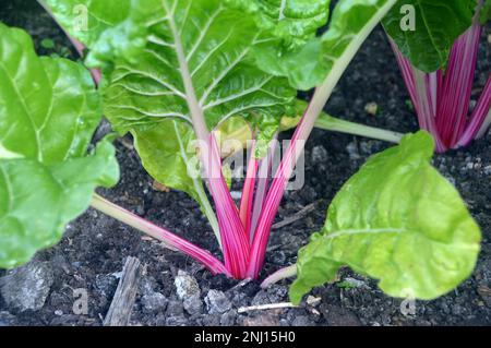 Roter Stiel/Grünblättriger Schweizer Mangold „Pfefferminz“ (Beta Vulgaris), der im Gemüsegarten bei RHS Garden Harlow Carr, Harrogate, Yorkshire, Großbritannien wächst. Stockfoto