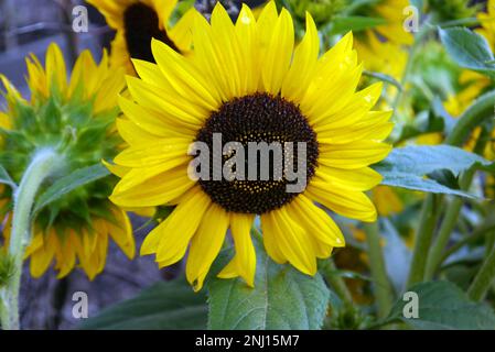 Einzelne Gelbe Sonnenblume (Helianthus Annuus) „Waooh!“ Flower Head wächst im Gemüsegarten bei RHS Garden Harlow Carr, Harrogate, Yorkshire, Großbritannien. Stockfoto