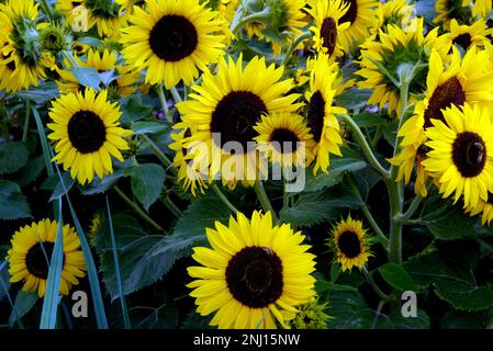 Gelbe Sonnenblumen (Helianthus Annuus) „Waooh!“ Blumenköpfe wachsen im Gemüsegarten bei RHS Garden Harlow Carr, Harrogate, Yorkshire, Großbritannien. Stockfoto