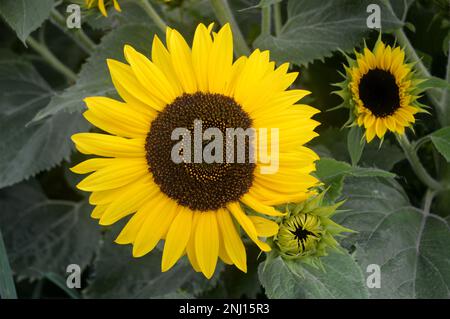 Einzelne Gelbe Sonnenblume (Helianthus Annuus) „Waooh!“ Flower Head wächst im Gemüsegarten bei RHS Garden Harlow Carr, Harrogate, Yorkshire, Großbritannien. Stockfoto