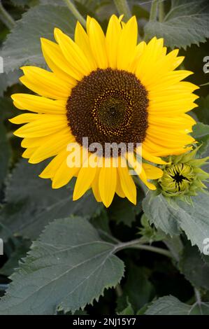 Einzelne Gelbe Sonnenblume (Helianthus Annuus) „Waooh!“ Flower Head wächst im Gemüsegarten bei RHS Garden Harlow Carr, Harrogate, Yorkshire, Großbritannien. Stockfoto