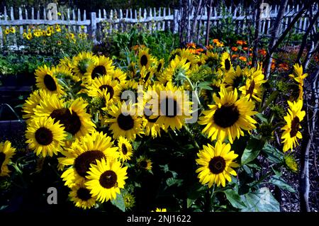 Gelbe Sonnenblumen (Helianthus Annuus) „Waooh!“ Blumenköpfe wachsen im Gemüsegarten bei RHS Garden Harlow Carr, Harrogate, Yorkshire, Großbritannien. Stockfoto