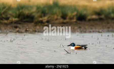 Northern Shoveler, Spatula clypeata im Sumpfgebiet Stockfoto