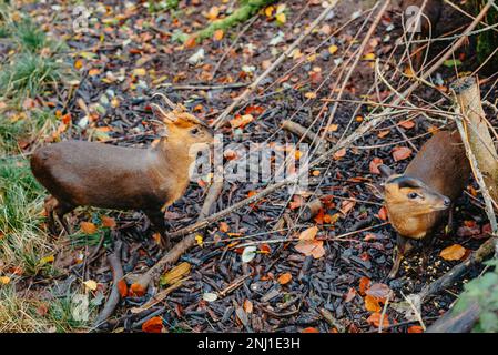 Die kleinste Hirschart der Welt. Porträt im Querformat eines Pudu, des kleinsten Hirsches der Welt. Südpudu mit kleinen Hörnern Stockfoto