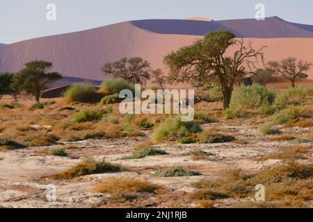 Erkundung der Namib-Wüste in Afrika mit Trailfindern Stockfoto