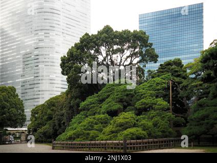 Tokio, Japan - September 2017: Moderne Wolkenkratzer, Architektur und 300 Jahre alter Pinienbaum, unterstützt durch Holzsäulen in den Tokyo Hamarikyu Gardens Stockfoto