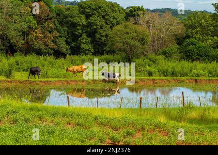 Goiania, Goias, Brasilien – 21. Februar 2023: Drei Ochsen grasen an den Ufern eines kleinen Teiches voller Bäume und Gras. Stockfoto