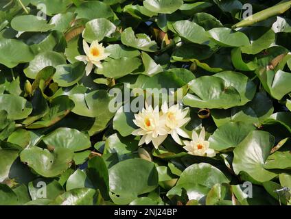 Tokio, Japan - September 2017: Wasserlilien (Nymphaea) aus nächster Nähe im südlichen Teich des ruhigen Yoyogi-Parks in der Nähe des Meiji-Schreins, Shibuya-ku Stockfoto